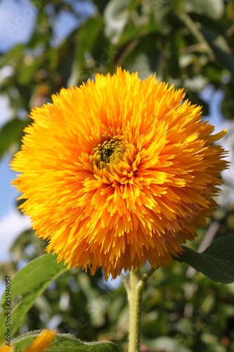 Fototapeta Naklejka Na Ścianę i Meble -  Leuchtende Sonnenblume