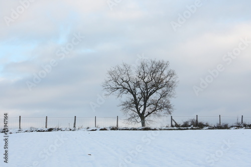 árbol solitario en la nieve © Pablo Fernández