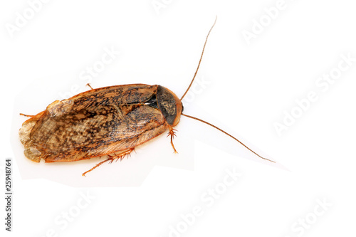 cockroach © zhang yongxin