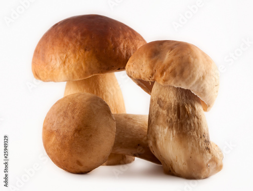 Three Big Mushrooms