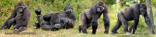 Famille de gorilles © Pascal Martin