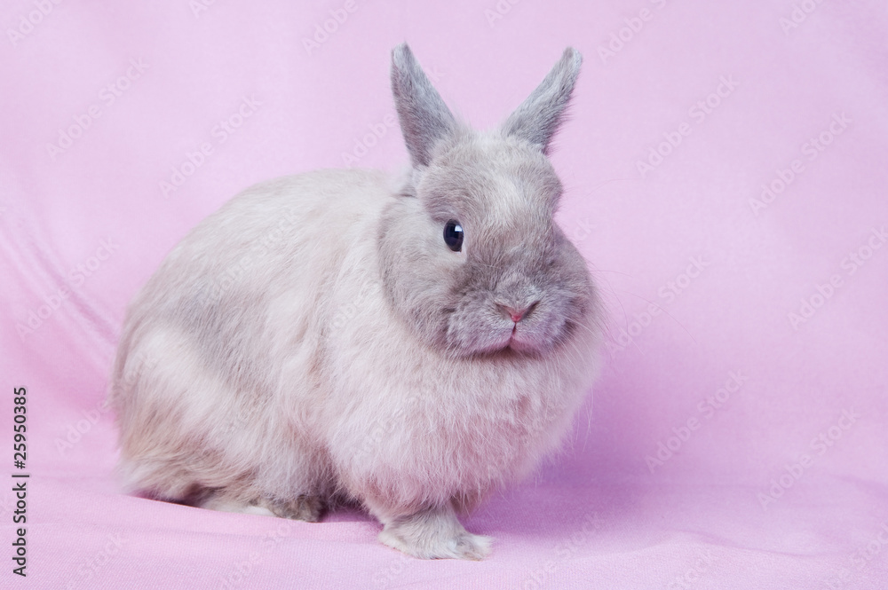 Small fluffy rabbit Small fluffy rabbit