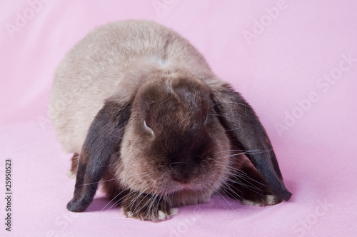 Small fluffy rabbit