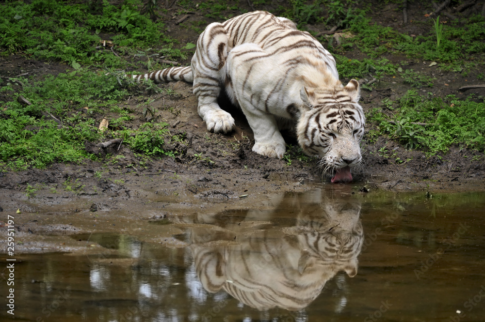 Fototapeta premium soif de tigre blanc