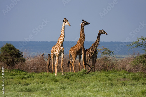 Fototapeta Naklejka Na Ścianę i Meble -  Giraffe libere in Africa