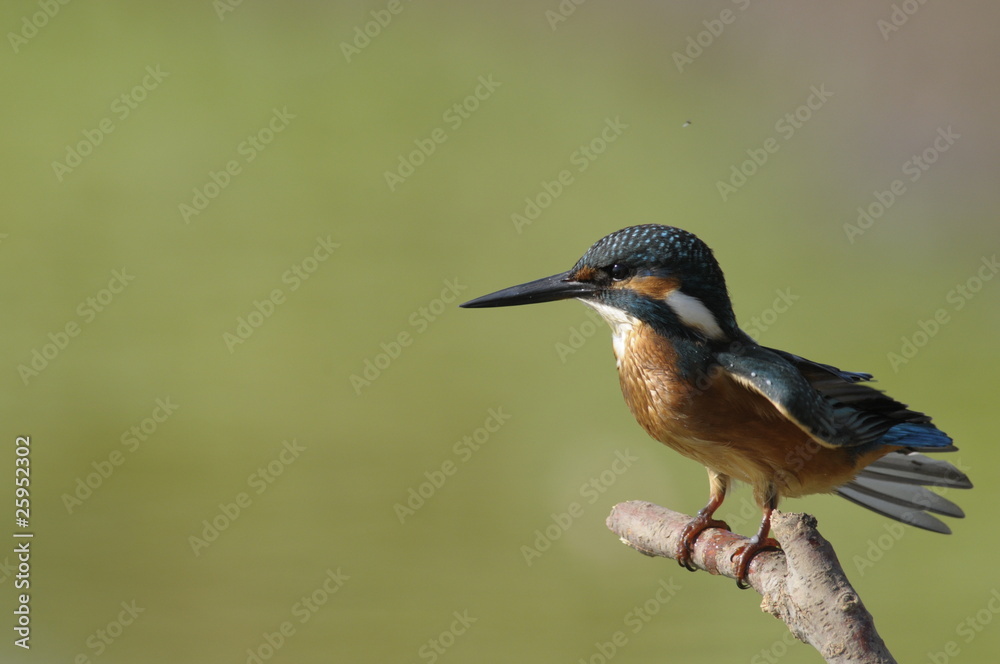 Fototapeta premium The Common Kingfisher (Alcedo atthis)