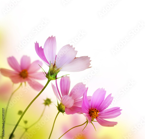 Fototapeta Naklejka Na Ścianę i Meble -  Beautiful Floral Border.Flower design