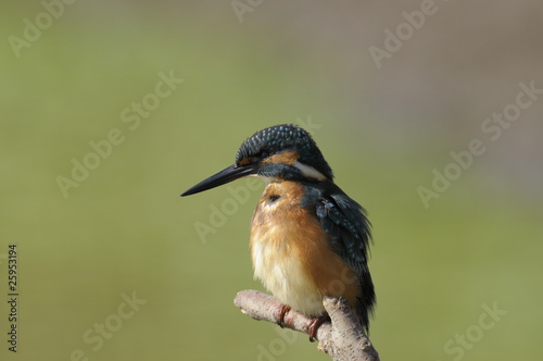 The Common Kingfisher (Alcedo atthis) photo