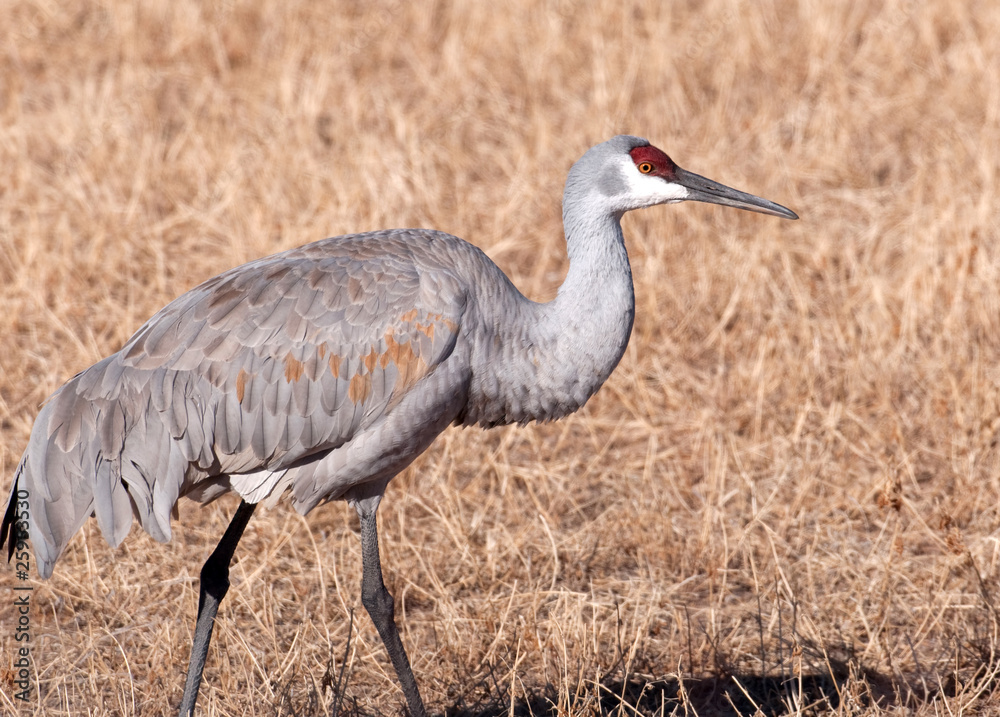 Obraz premium Sandhill crane in field