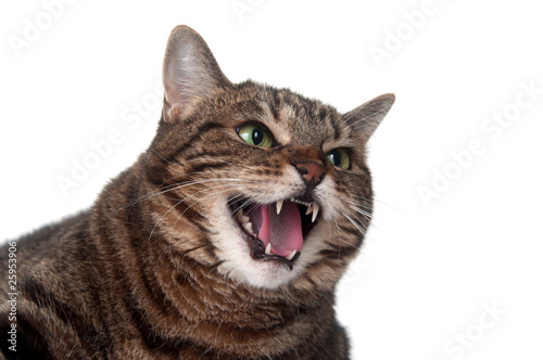 Tabby cat hissing