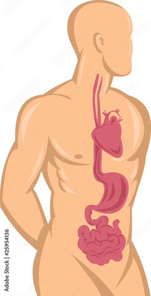 Human anatomy heart and digestive system Human anatomy heart and digestive system