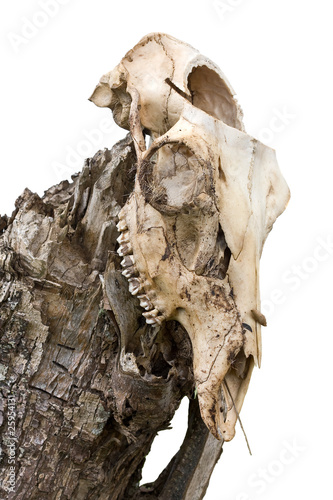 Skull