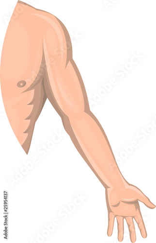 human left arm