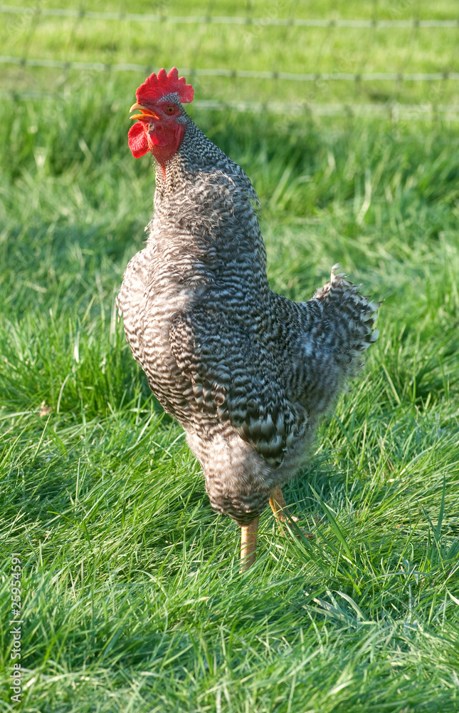 Fototapeta premium Barred rock rooster with fence in background