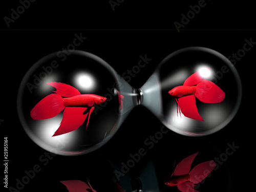 Photography les poissons rouges