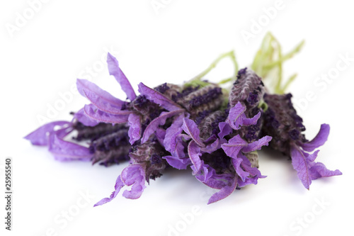 Fototapeta Naklejka Na Ścianę i Meble -  Lavender