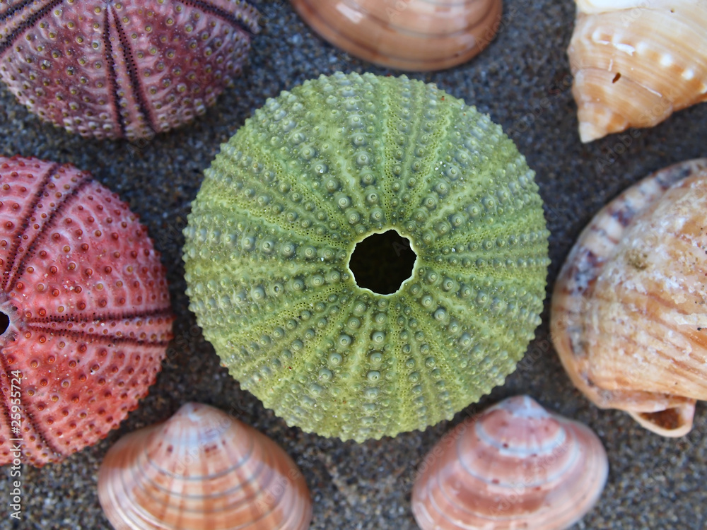 green sea urchin, center focus green sea urchin, center focus