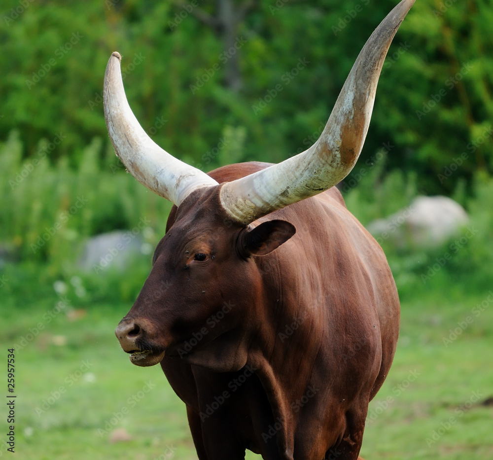 portrait de bœuf watusi (Bos primigenius taurus) portrait de bœuf watusi (Bos primigenius taurus)