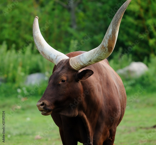 portrait de bœuf watusi (Bos primigenius taurus)