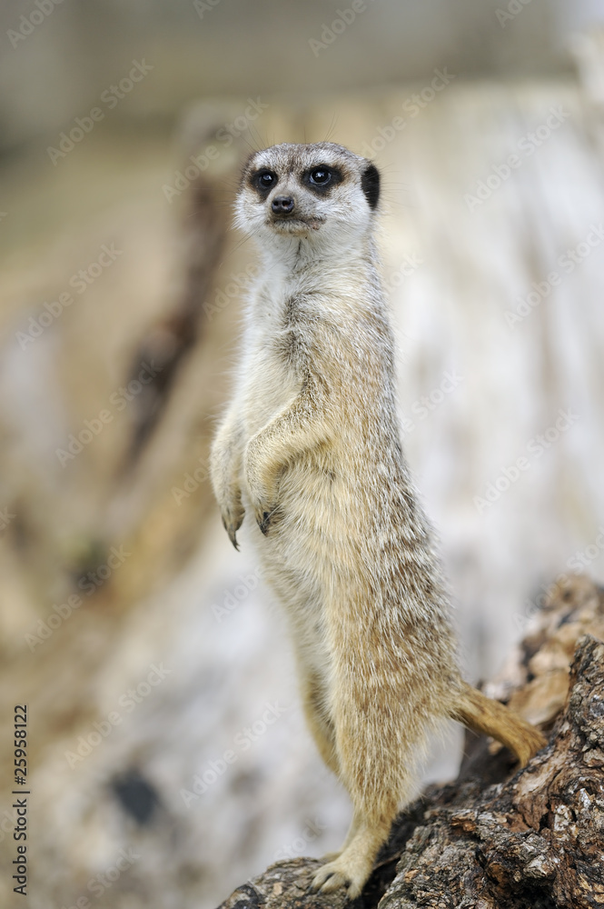 Fototapeta premium meerkat lookout