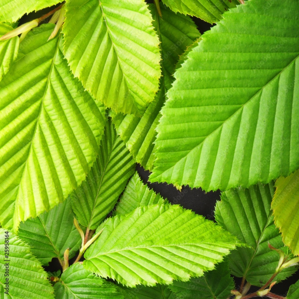 leaf texture leaf texture