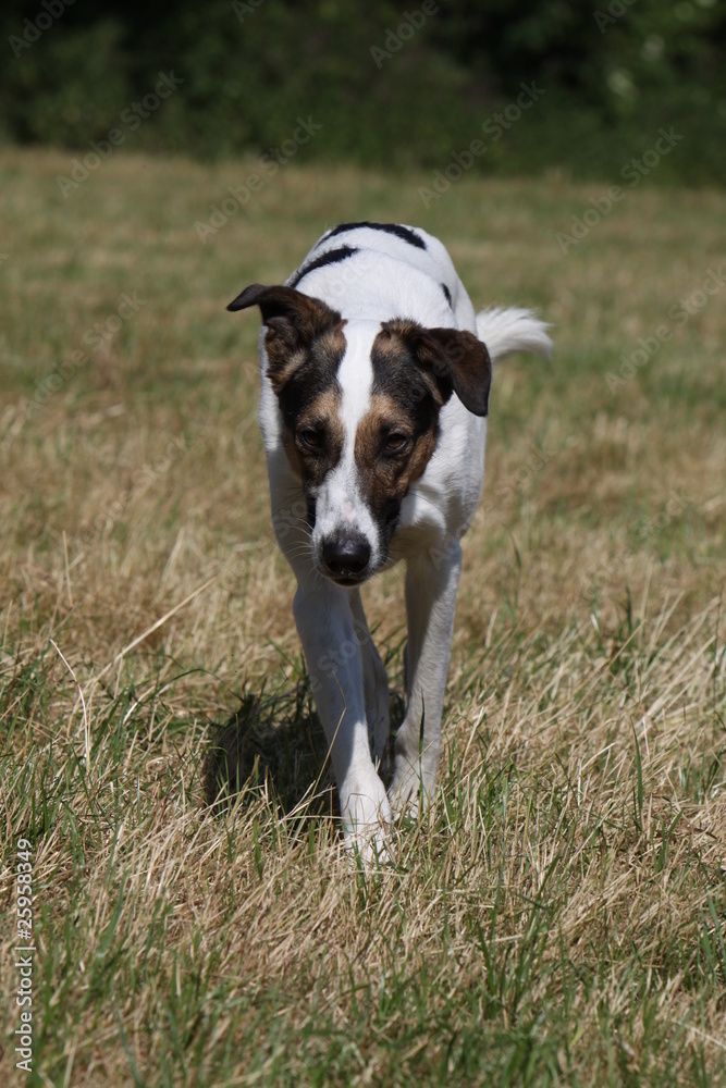 Podenco Mischling