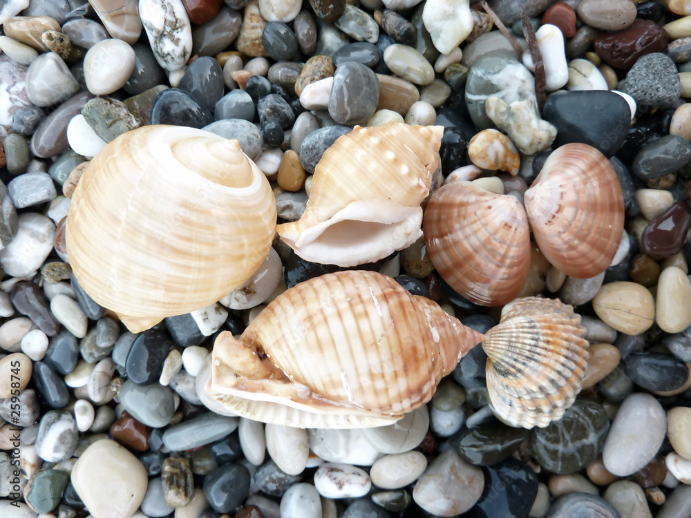 Sea shells and clams background