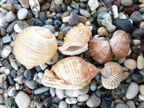 Sea shells and clams background