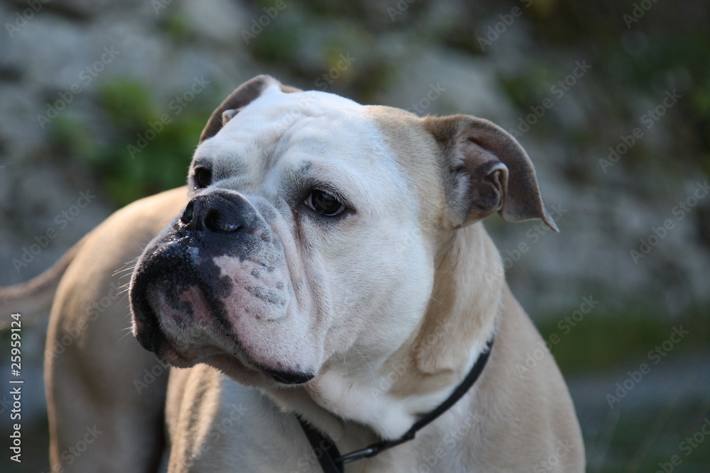 Portrait einer engl. Bulldogge - Portrait of an english bulldog