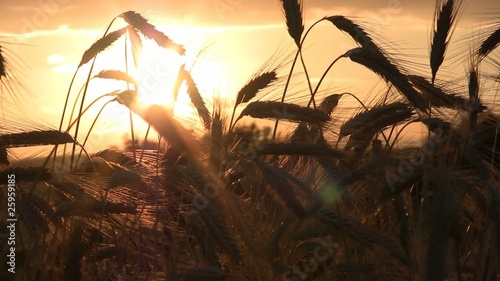 Weizen im Sonnenuntergang