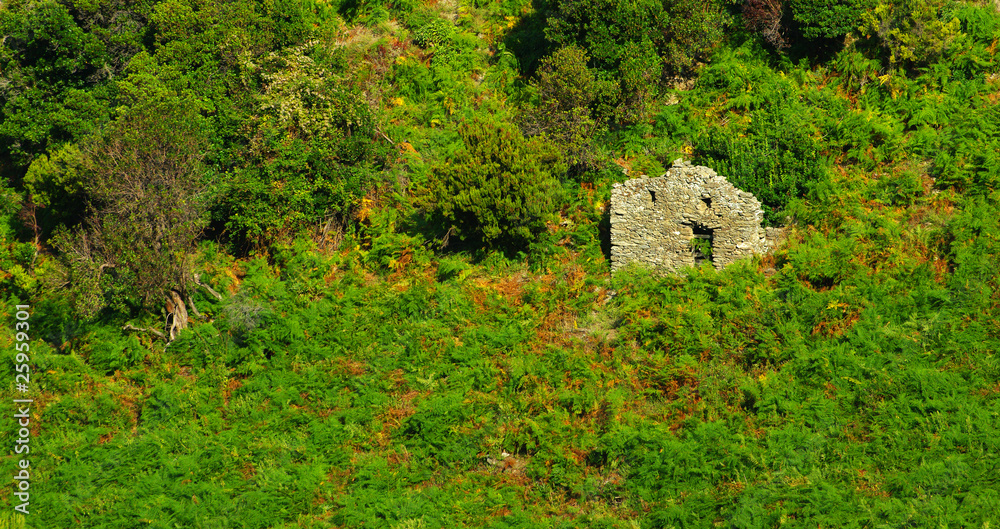 Corse,ancienne bergerie en ruine  dans le maquis