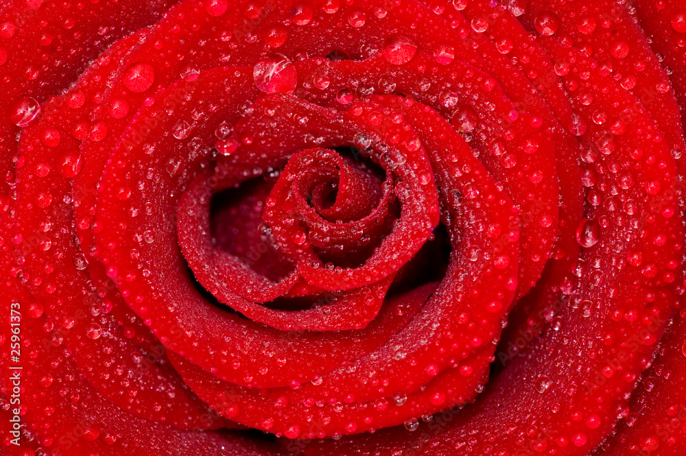 rose rose