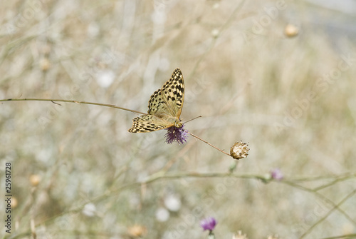 Mariposa en su medio natural.