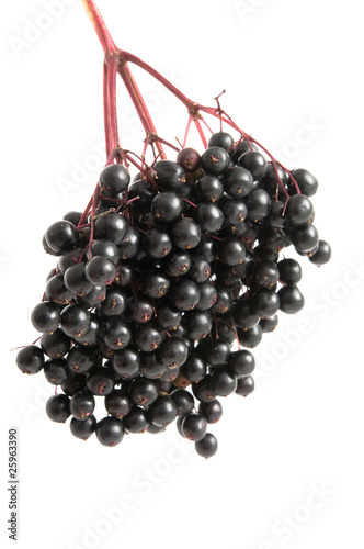 Holunderbeeren - Black Elder