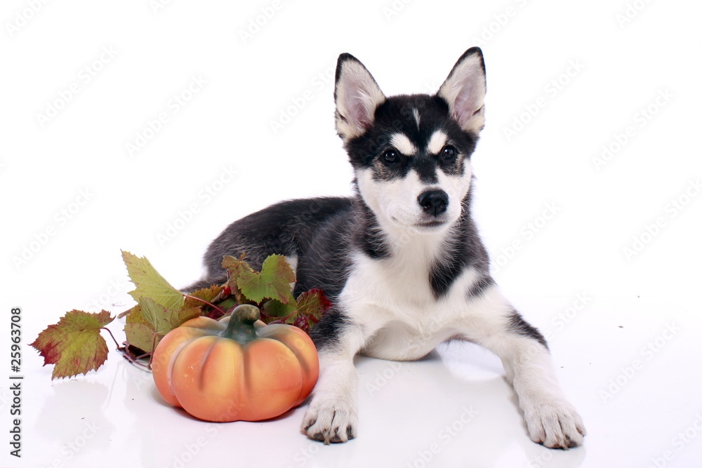 Siberian Husky Welpe mit Kürbis und Laub Siberian Husky Welpe mit Kürbis und Laub