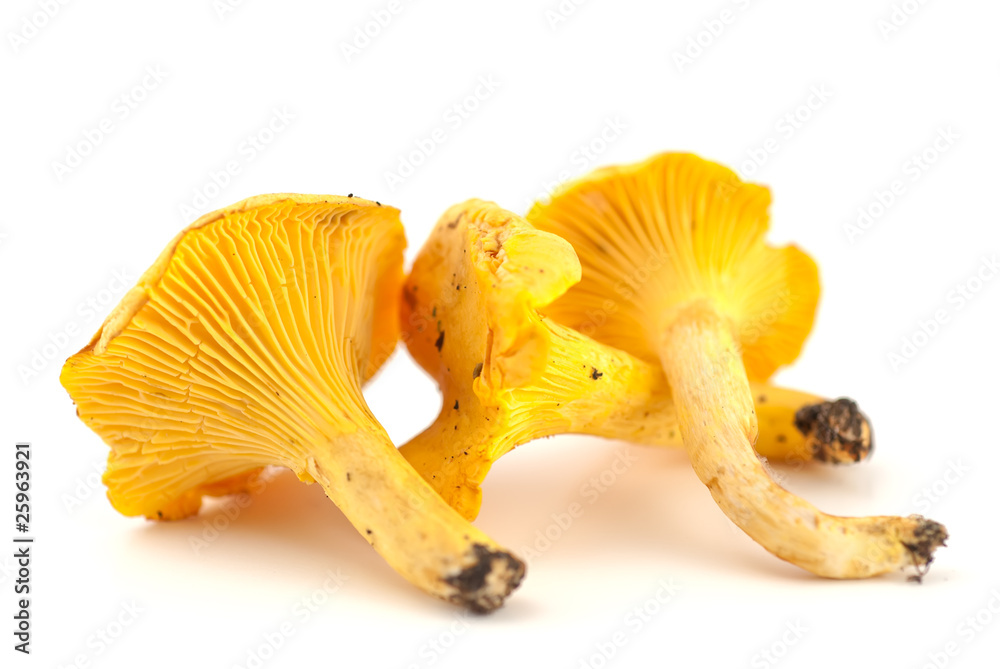 Selection of chanterelles Selection of chanterelles