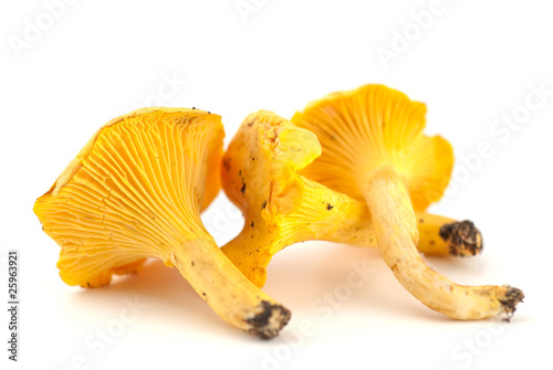 Selection of chanterelles