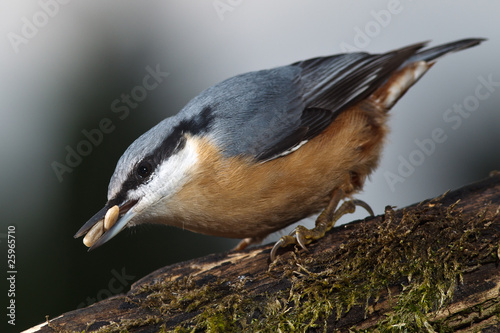 Kleiber (Sitta europaea) legt Wintervorrat an photo