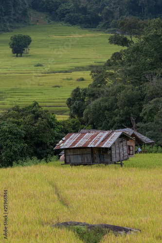 rice field with 2 hut