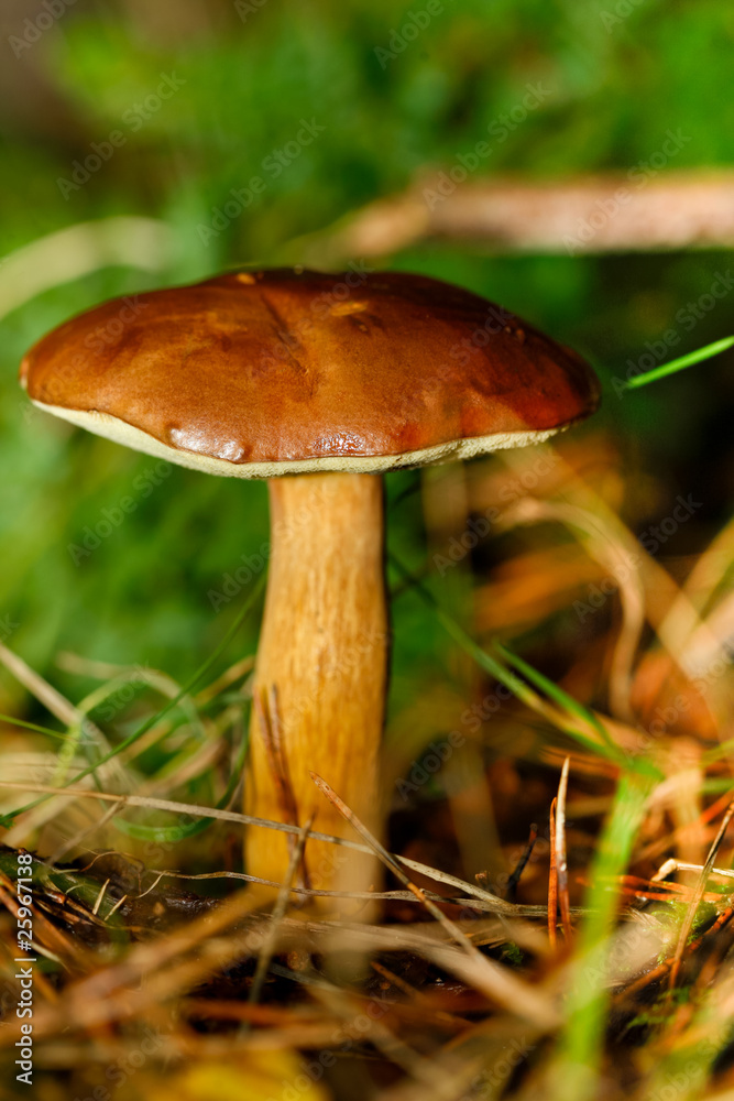 Maronenröhrling (Boletus badius, syn. Xerocomus badius) Maronenröhrling (Boletus badius, syn. Xerocomus badius)