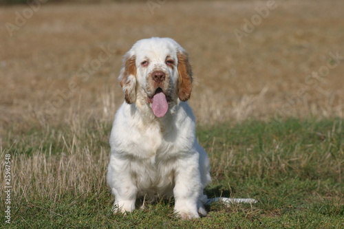 chiot clumber spaniel de face