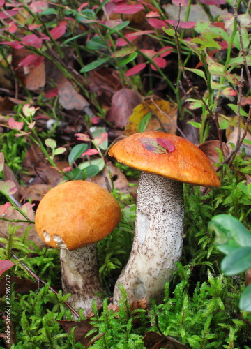 Pictoresque mushrooms in forest
