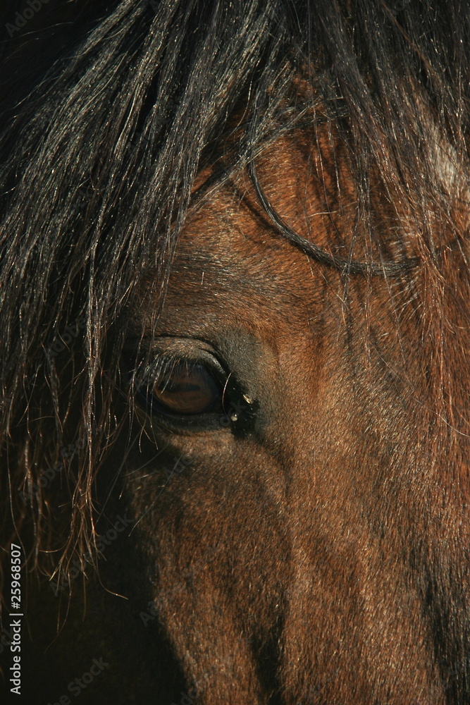 oeil cheval oeil cheval