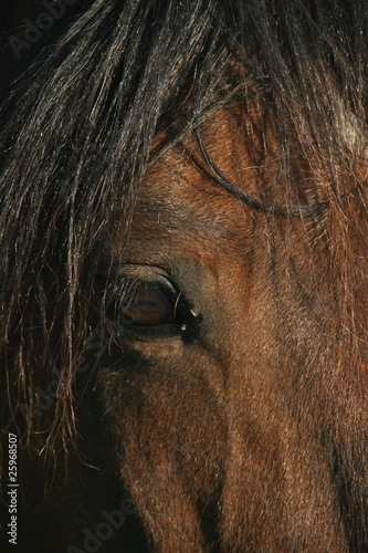 oeil cheval