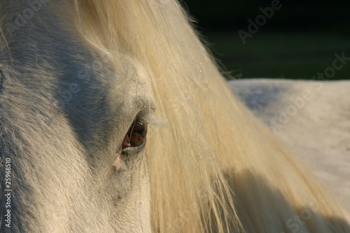 Cuadro en lienzo oeil de percheron