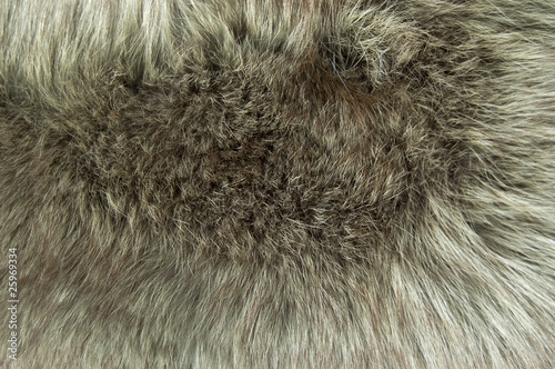 Fur texture