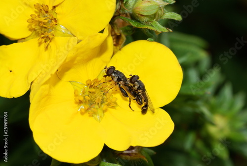 Hoverfly , Syritta pipiens , mating on a yellow flower