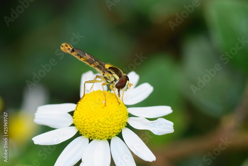 A Hoverfly, Sphaerophoria scripta, on a daisy