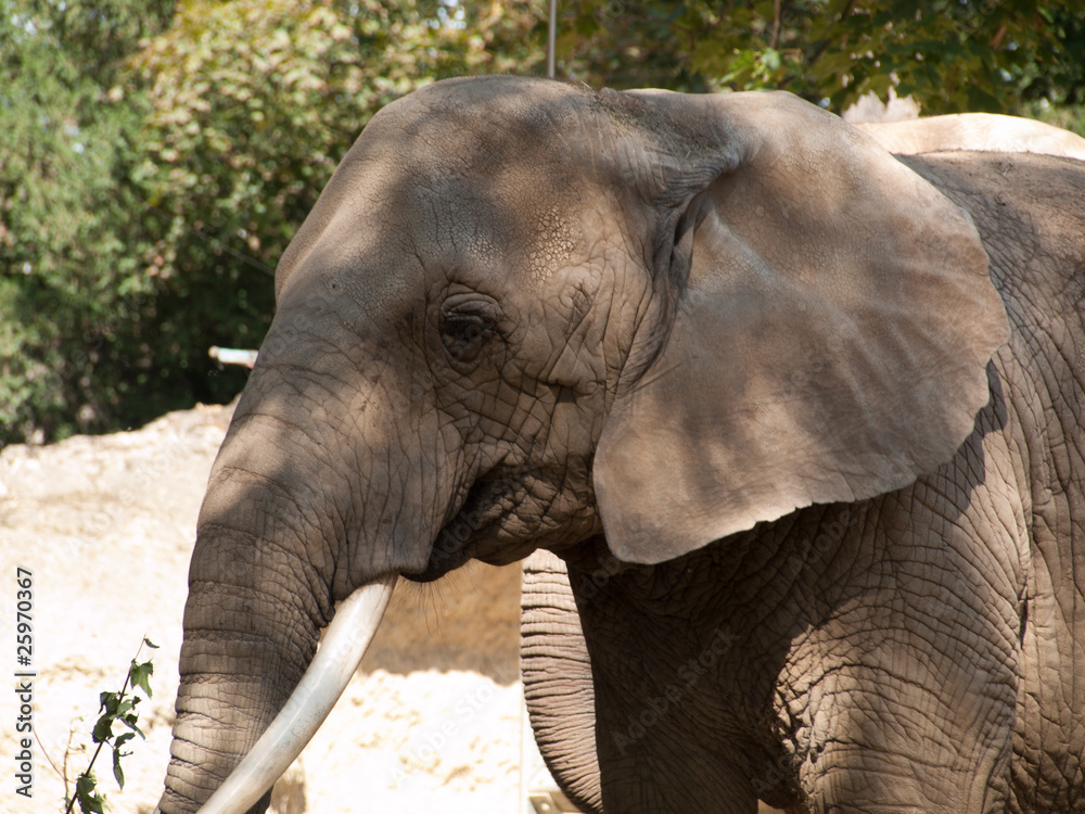 Fototapeta premium Eléphants