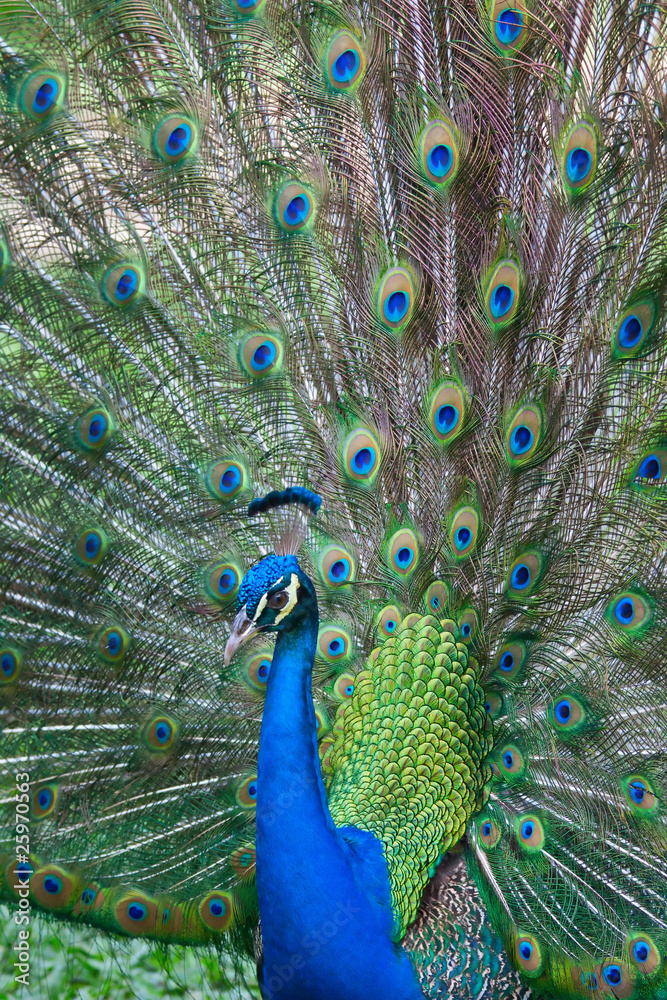 Obraz premium Peacock